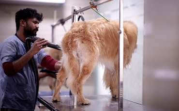 Pet grooming at Pet Chikitsa, Gurugram